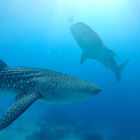 Southseas Beach Resort And Dive Center Santander Luaran gambar